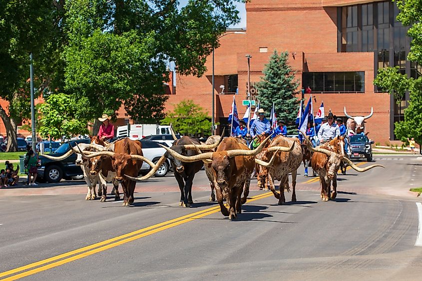 Cowboys on horseback and longhorn bulls riding down street in downtown Greeley, Colorado.