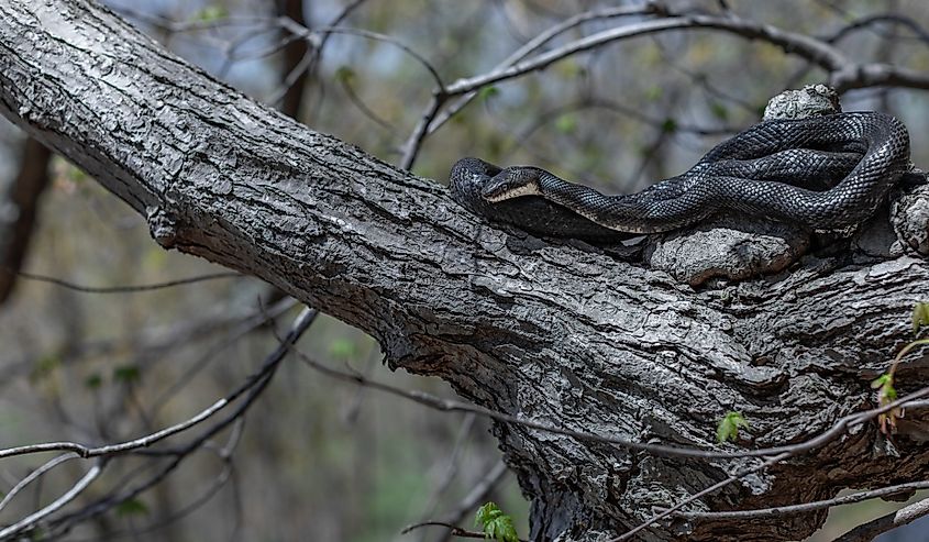 Eastern black rat snake basking on a tree branch from northern Connecticut.