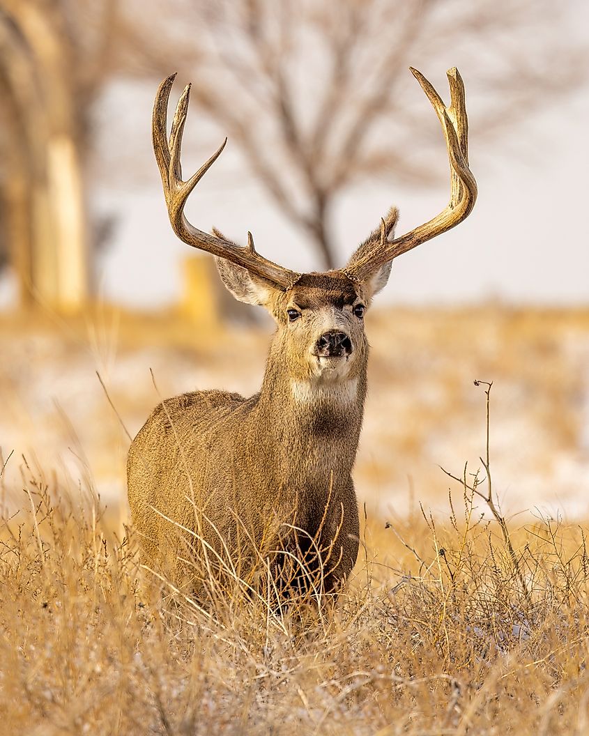 Mule deer trophy buck.