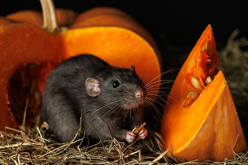 Black rat on the background of red pumpkin.