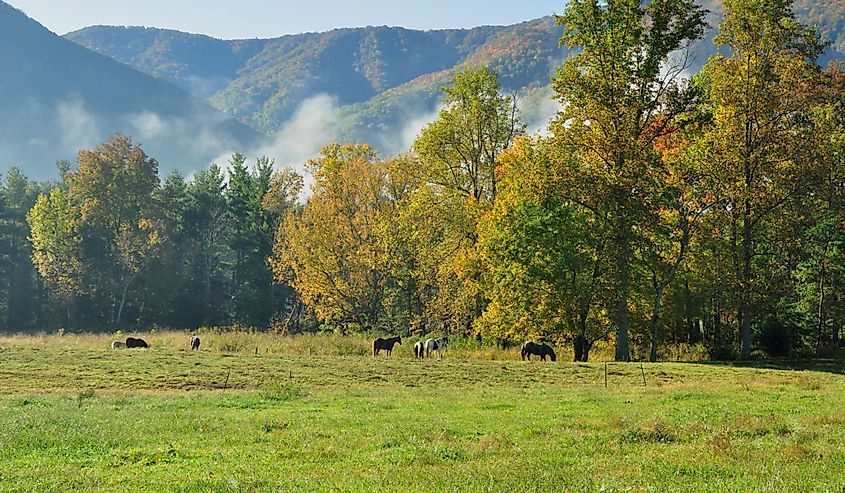 Grazing horses on the dew covered grass in Assateague Island National Seashore at the beginning of autumn.