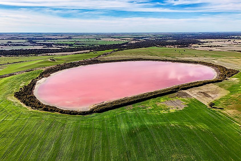 Pink Lake Dimboola: An aerial view of the pink salt lake.