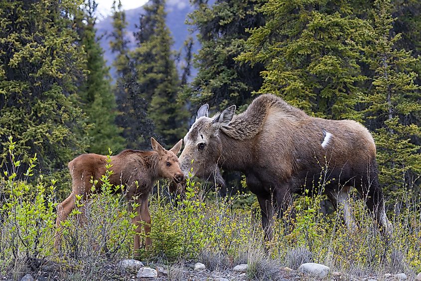 Moose female interacting with her calf at a forest in Alaska.