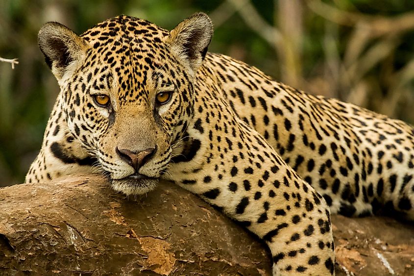 30 Most Unusual Rainforest Animals