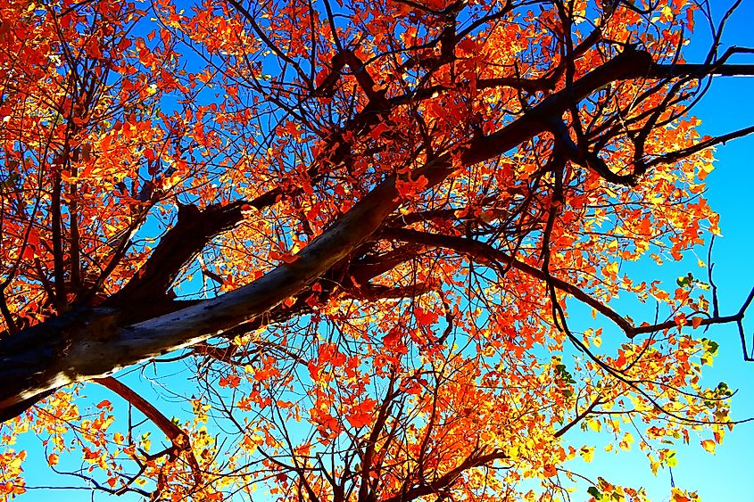 Aberdeen, South Dakota, comes to life in the fall.