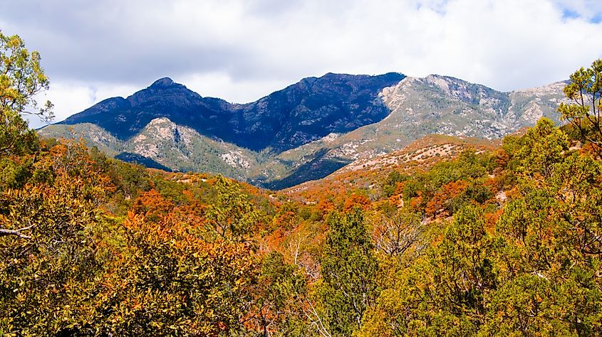 Fall landscape in Patagonia, Arizona.