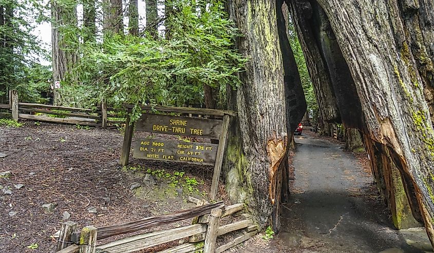 The famous Shrine Drive-through tree at Redwoods National Par