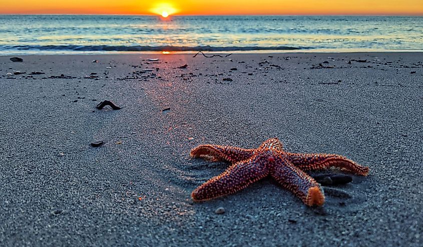 A closeup shot of a start fish on the shore of Pawleys Island, South Carolina