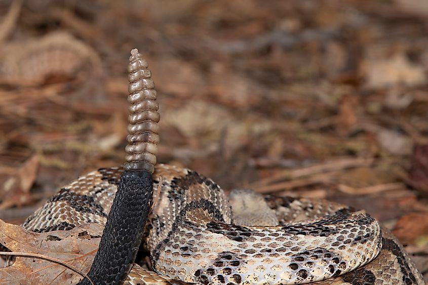 The rattle of a timber rattlesnake.