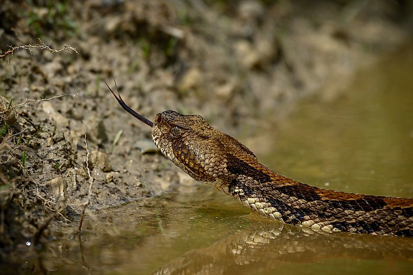 A timber rattlesnake emerging from the water.