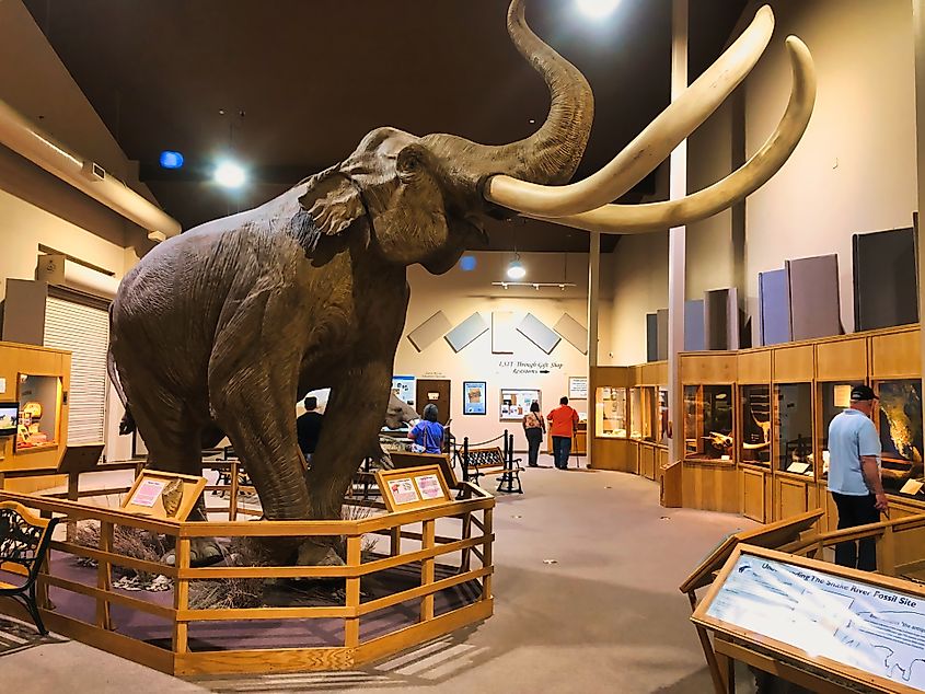 Photo of Mammoth on Display in the Mammoth Site at Hot Springs, South Dakota.