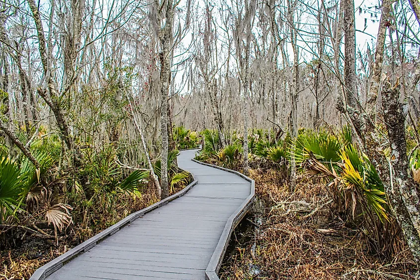 View of a trail through the Barataria Preserve in the Jean Lafitte National Historical Park.