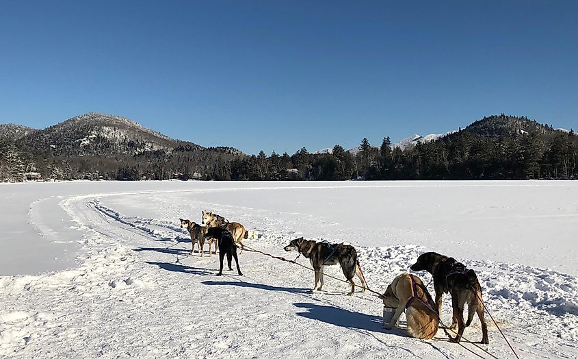 Dog Sledding in Lake Placid, NY.