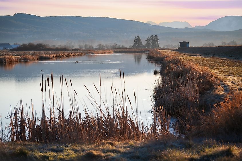 A serene slough at the Skagit Wildlife Area, Fir Island Farm Reserve