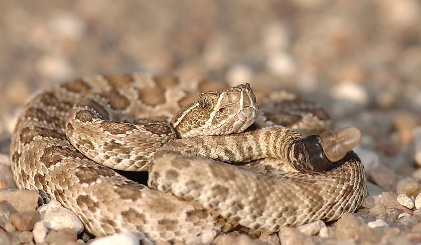 This small prairie rattlesnake was found crossing a gravel road between two crop fields.