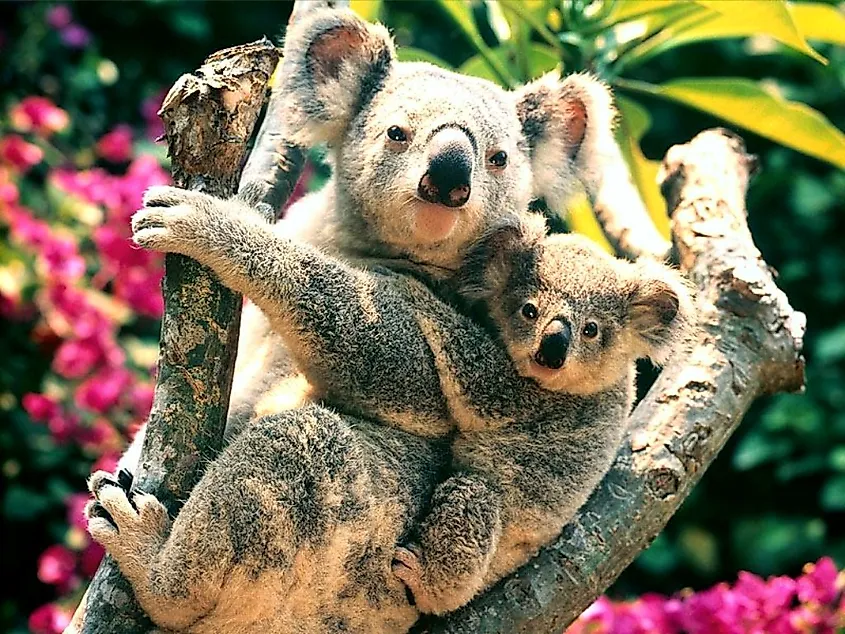 A mother and baby koala.