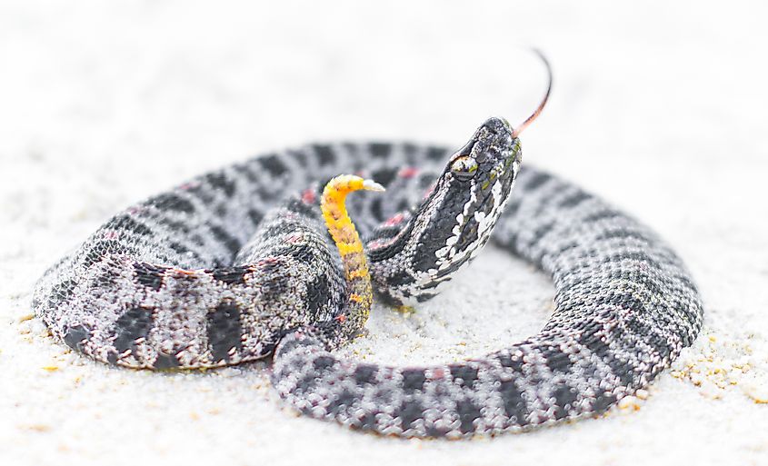 A coiled up dusky pygmy rattlesnake.