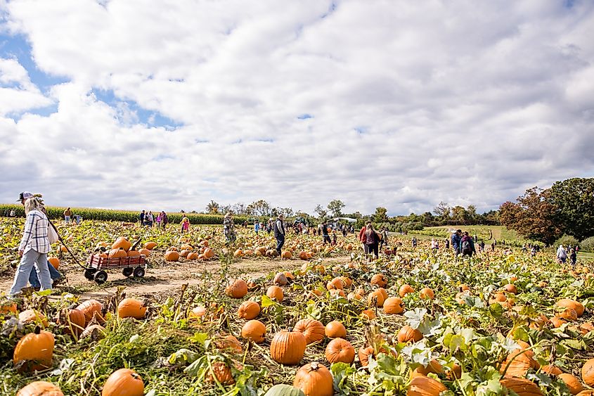 Soergel's Orchard Fall Festival Pumpkin Patch in Wexford, Pennsylvania.