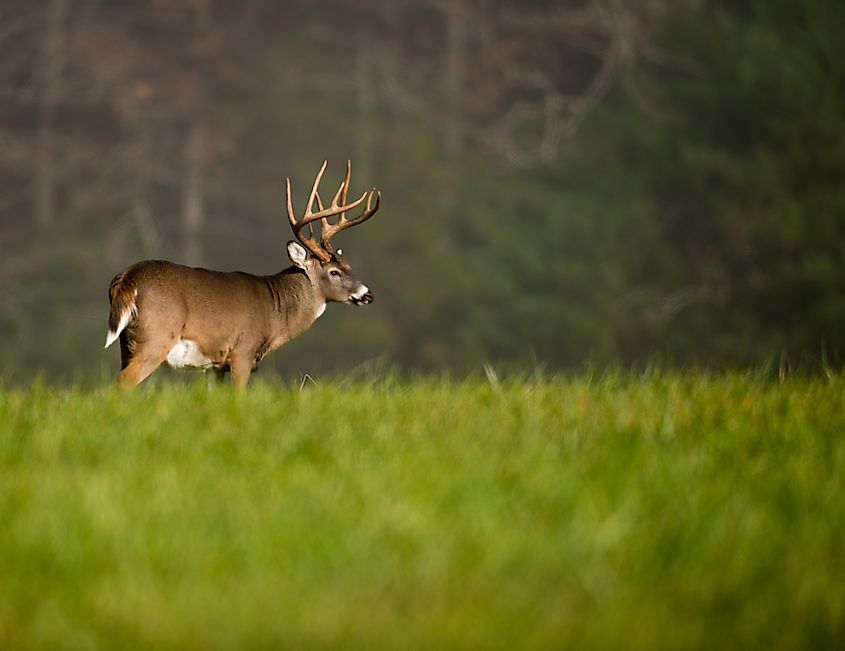 Large white-tailed deer buck standing in an open meadow during heavy morning fog.