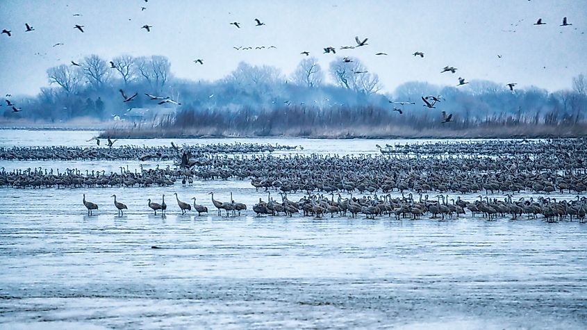 Sandhill cranes awaken on the Platte River in Kearney, Nebraska during their spring migration.