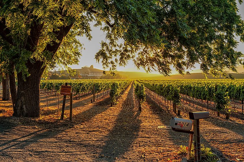 A stunning sunset over the Sonoma wine country in California