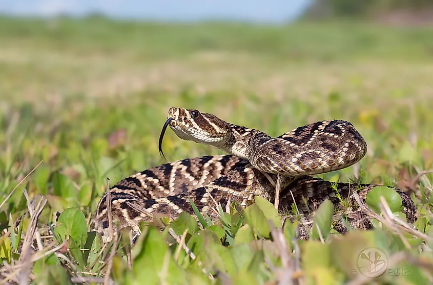Eastern Diamondback Rattlesnake.