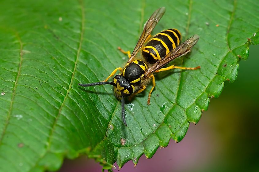 An Eastern Yellowjacket is resting on a green leaf.