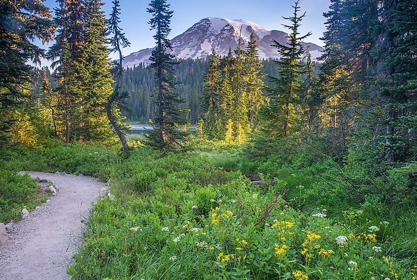 Trail near Mount Rainier, Washington.