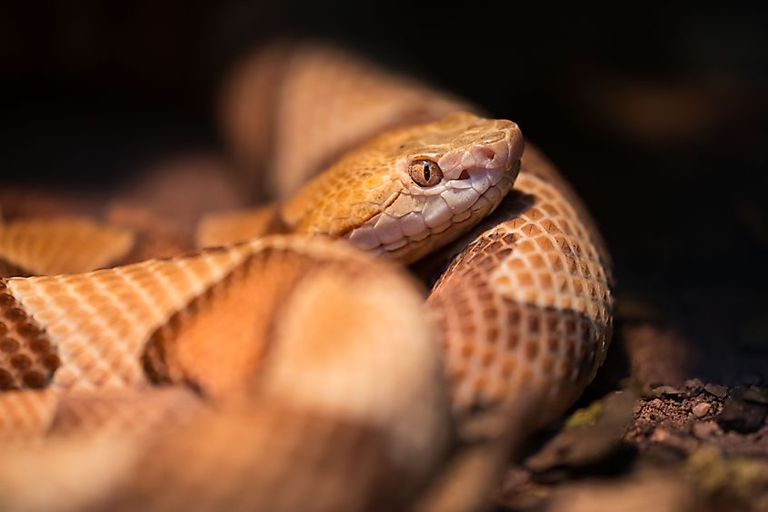 Copperhead, a species of venomous snake endemic to Eastern North America, in its natural habitat.