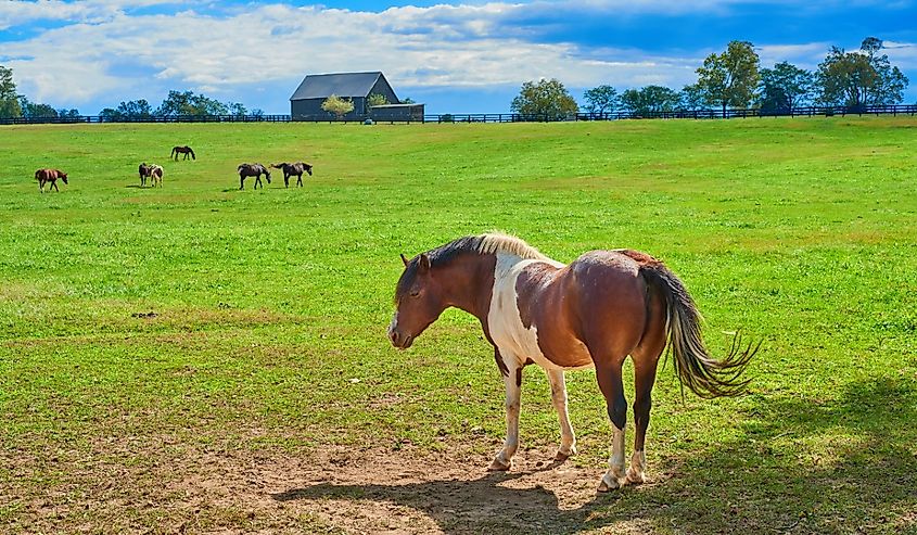 Horse at Kentucky Horse Farm