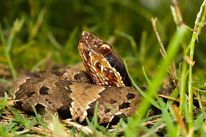 Western Cottonmouth - Agkistrodon piscivorus.