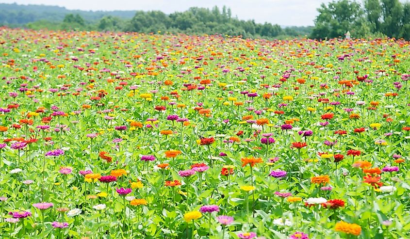 Looking out over a field of Zinnias in Cobden, Illinois.