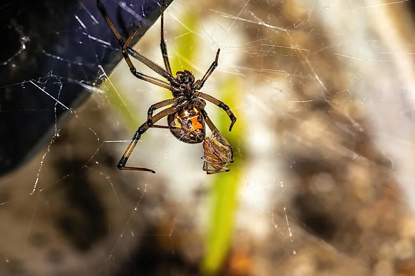 The underside of a brown widow spider.