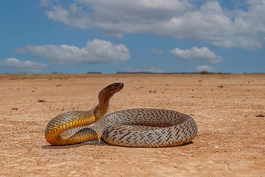 The inland taipan changes colors to help it regulate its body temperature in different seasons.