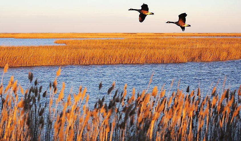 Canada geese in migration at Bombay Hook National Wildlife Refuge, Delaware.