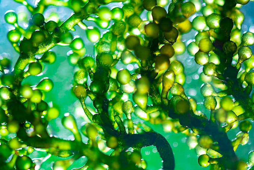 An up-close view of algae.