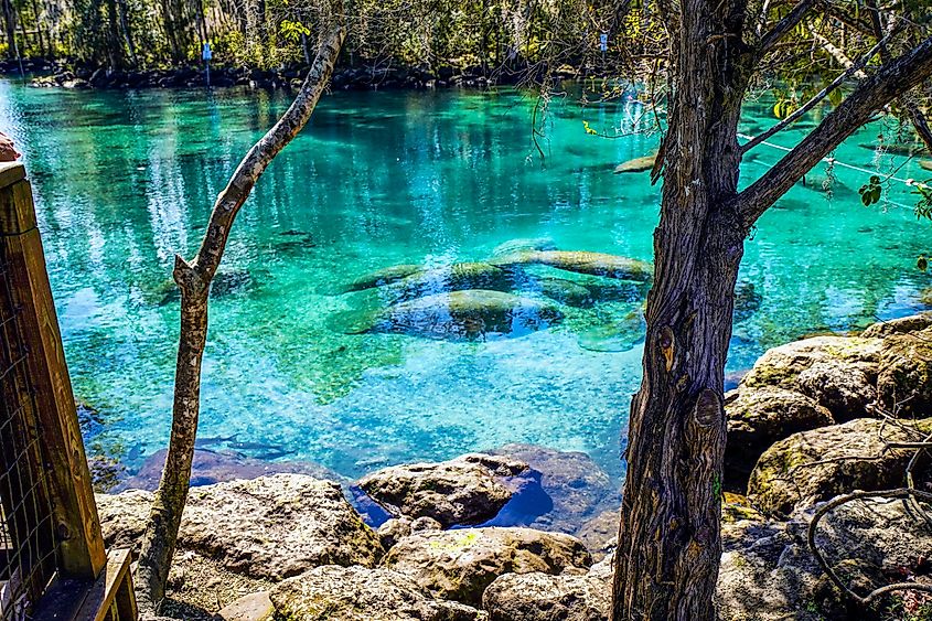 Three Sisters Springs in Florida.