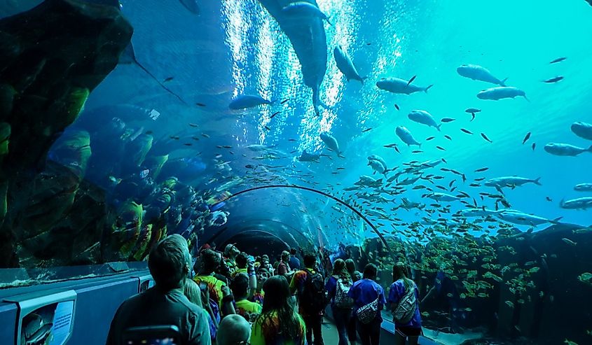 Ocean Voyager tunnel exhibit at Georgia Aquarium, Atlanta.