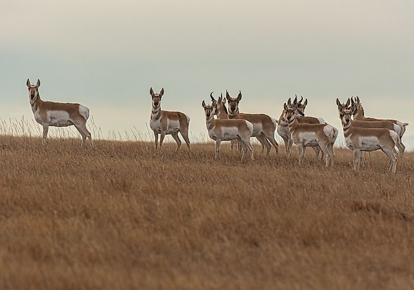 A pronghorn herd.