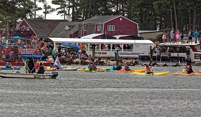 Wild ponies swim to Chincoteague Island from Assateague Island. This is an annual event to raise money for the Volunteer Fire Company.