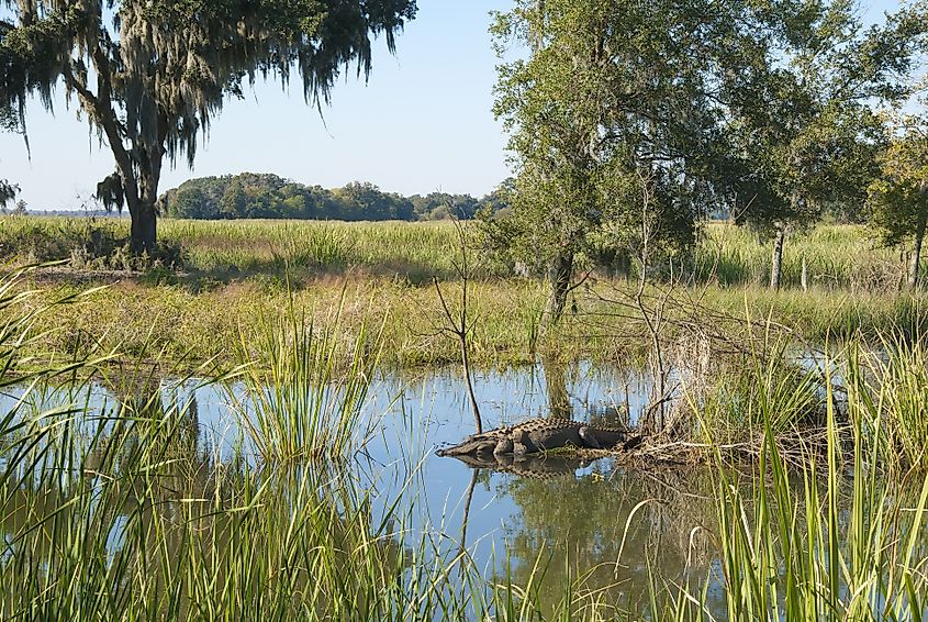 A vista with sleeping alligator at the Savannah National Wildlife Refuge in South Carolina