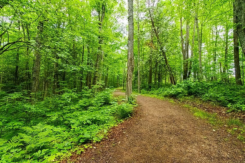 A nature trail in Washburn County, Wisconsin.