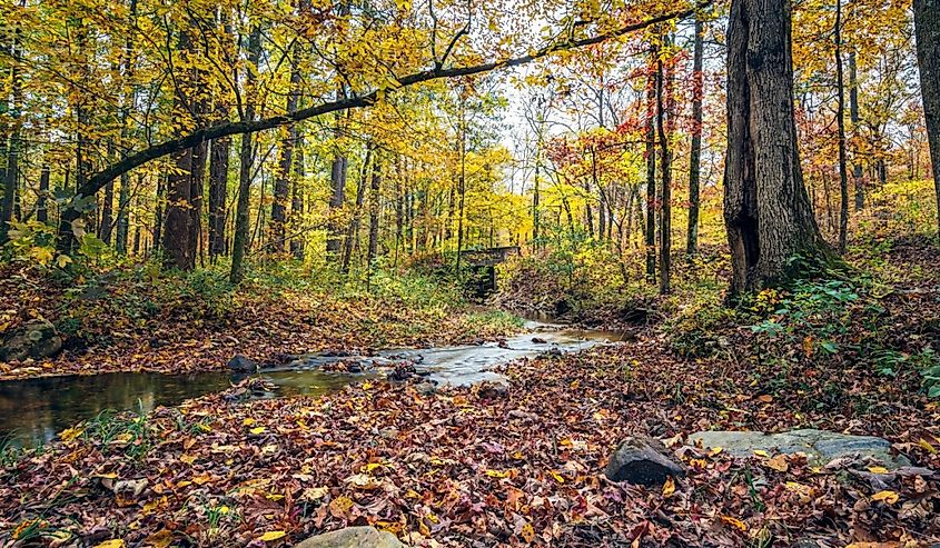 Nature landscape of a small creek running through the forest in Appalachia while in full autumn color.