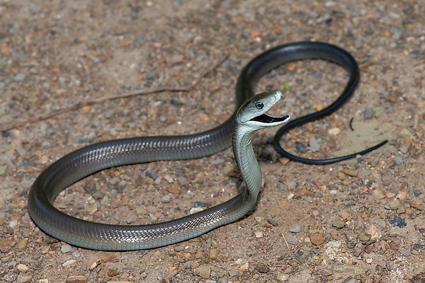 10 of the Fastest Snakes in the World - WorldAtlas