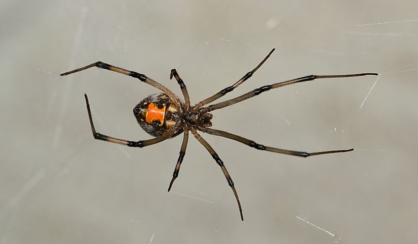 Female Adult Brown Widow Spider of the species Latrodectus geometricus with an orange hourglass marking.