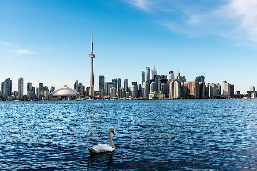 White swan swimming in Lake Ontario with Toronto's skyline in the background.