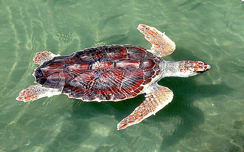 loggerhead sea turtle habitat map