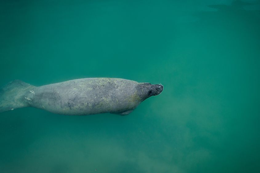 A dugong in the sea in Biscayne National Park.