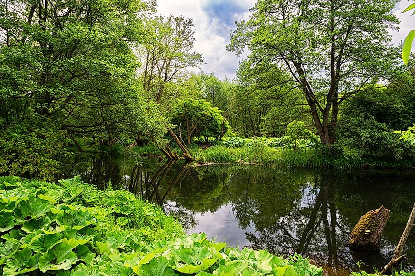 Marshland in a US natural park in Louisiana