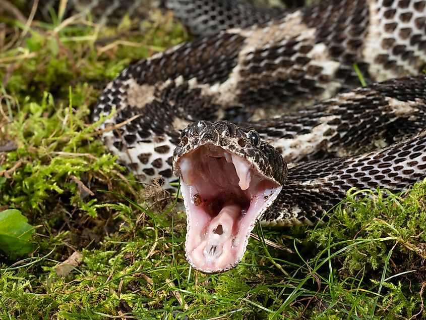 A timber rattlesnake getting ready to bite.